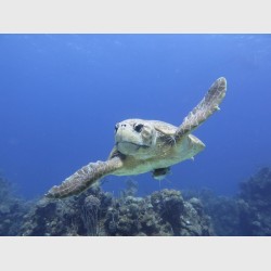 A large loggerhead turtle gliding - Danger Reef, The Exumas, April 2014